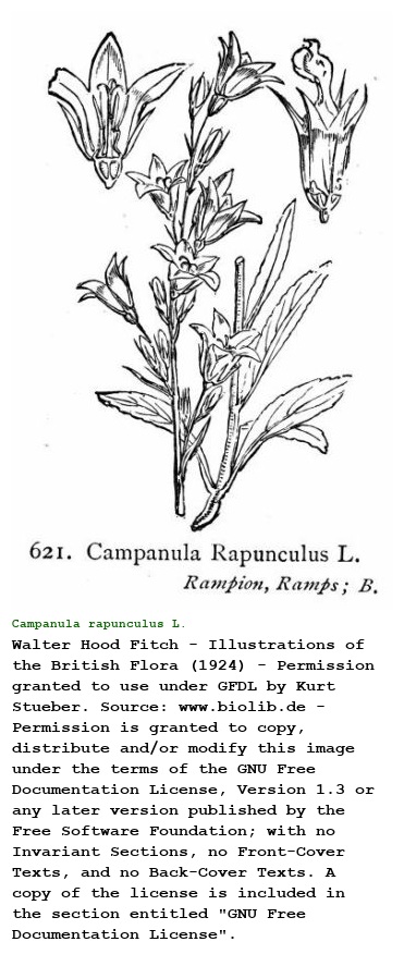 Campanula rapunculus L.
